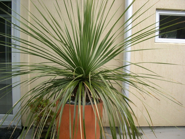 Драцена ложная Пальма