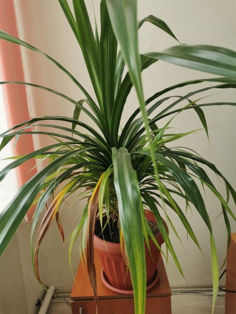 Панданус комнатное растение