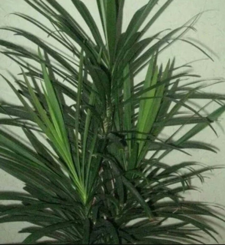 Кордилина стрикта