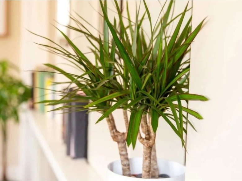 Драцена окаймлённая Маргината