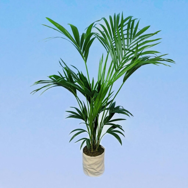 Ховея Форстера