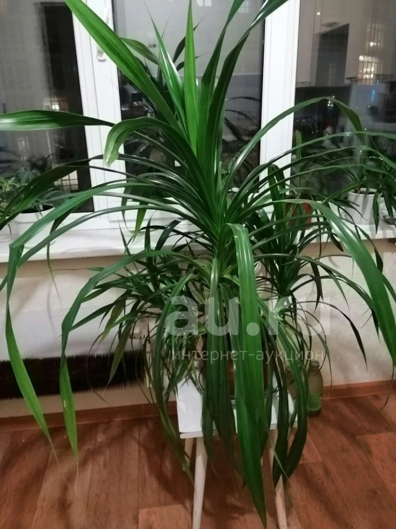 Панданус Сандера