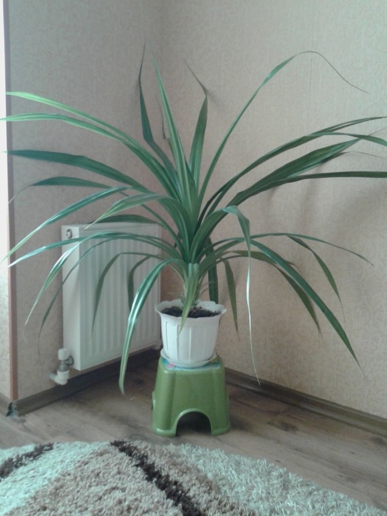 Пальма панданус