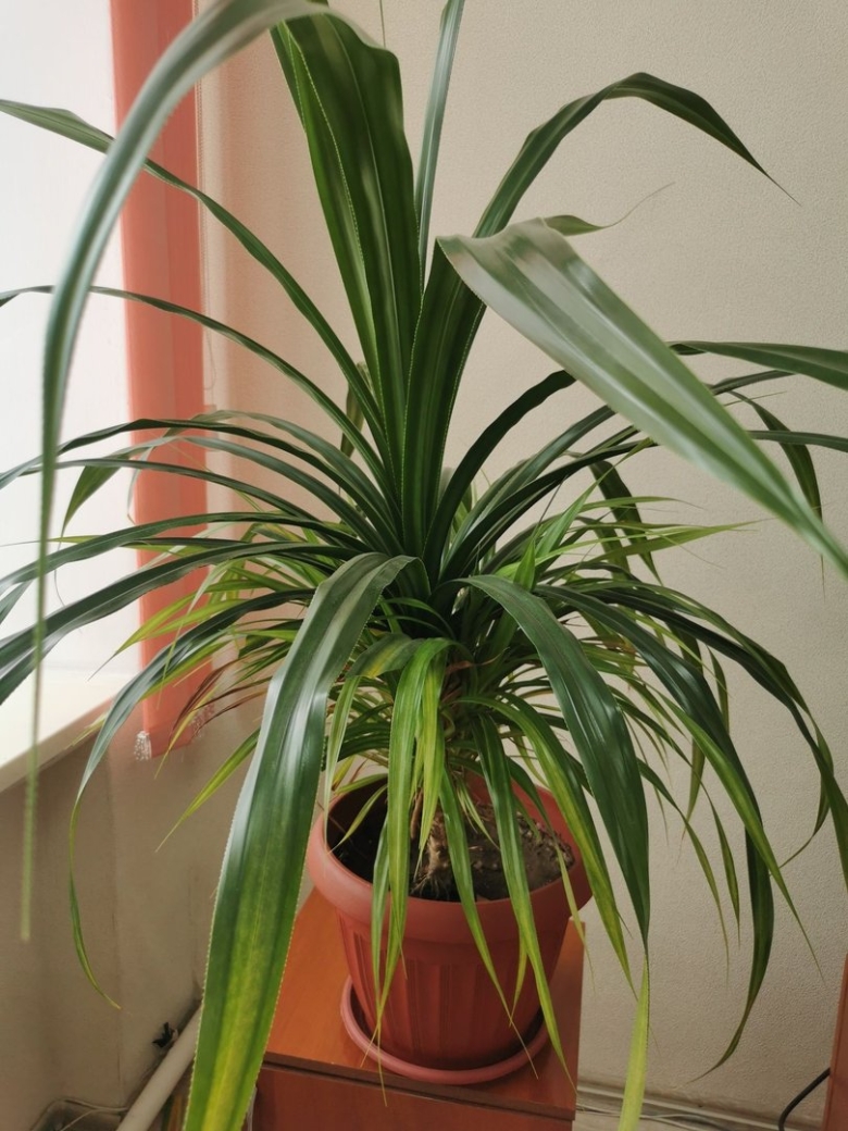 Комнатные цветы пальма