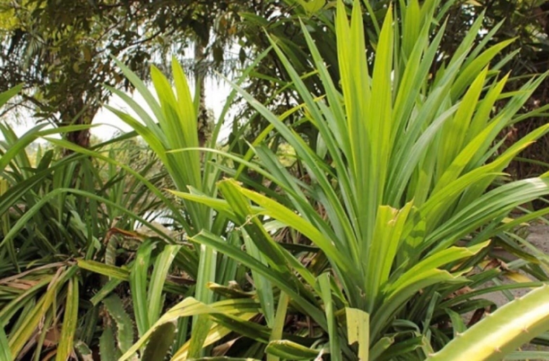 Панданус цветок