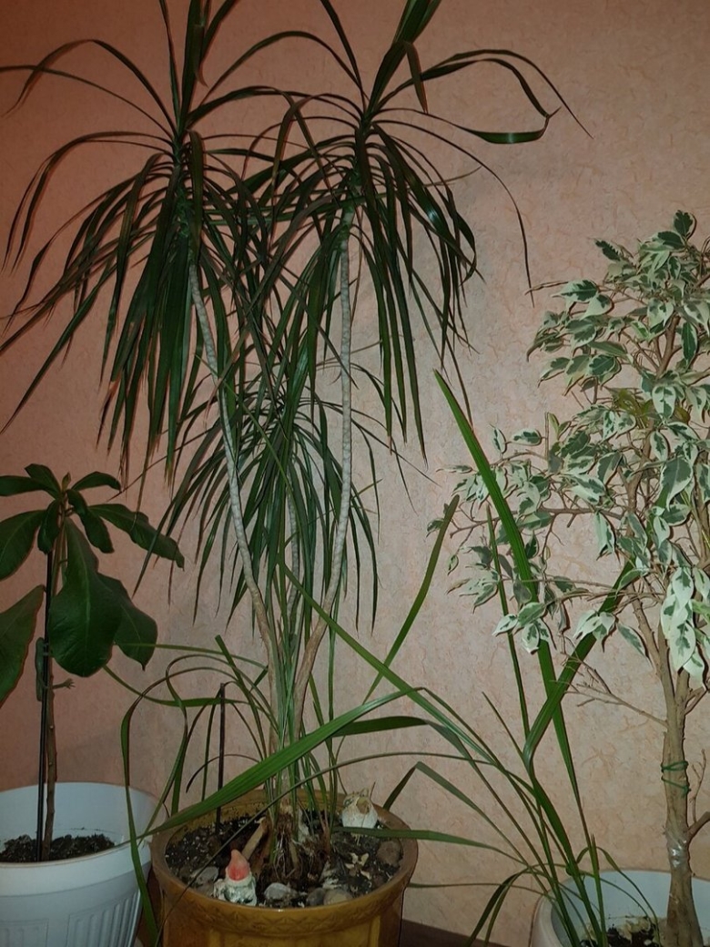 Пальма драцена окаймленная