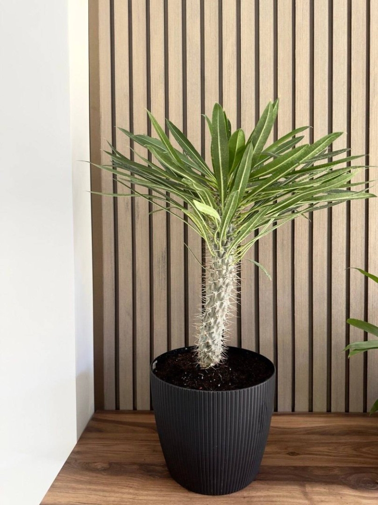 Пальма комнатное растение