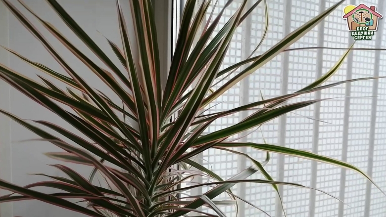 Драцена как размножить в домашних условиях