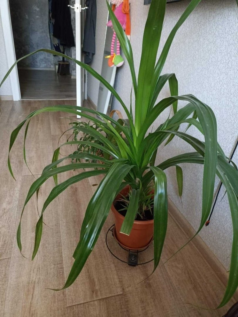 Панданус комнатное растение