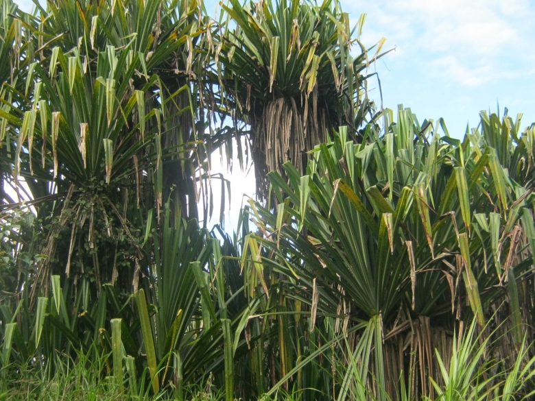 Pandanus tectorius