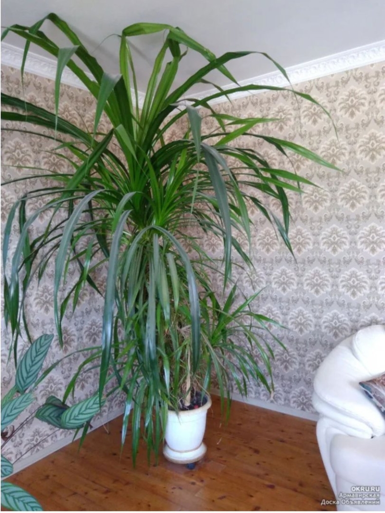 Юкка драцена панданус