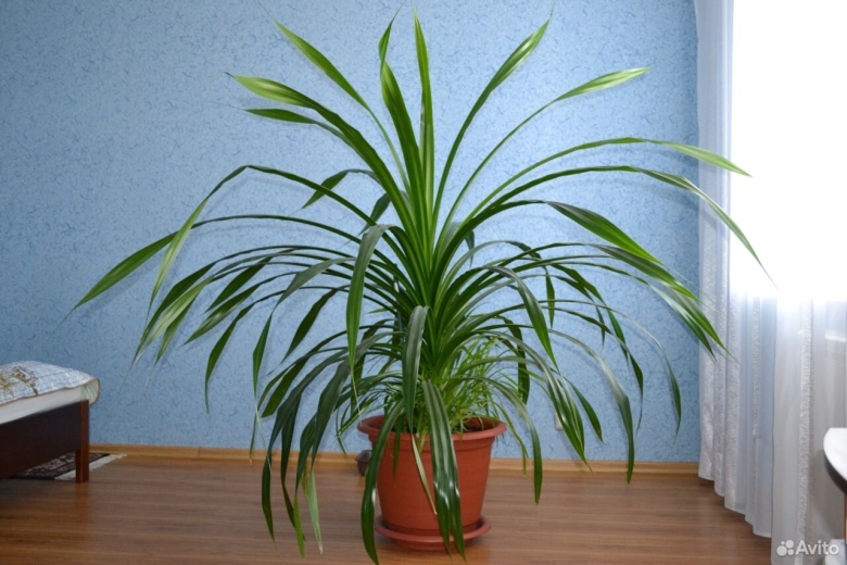 Пальма винтовая панданус Вейча