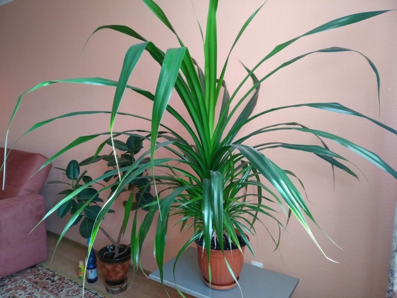 Панданус винтовая пальма