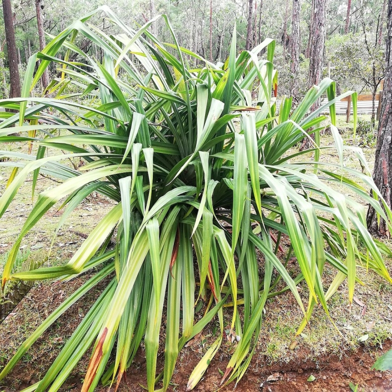 Панданус вариегатный