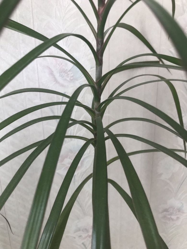 Драцена ложная Пальма