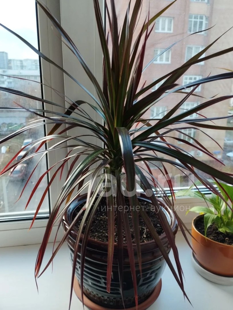 Пальма драцена