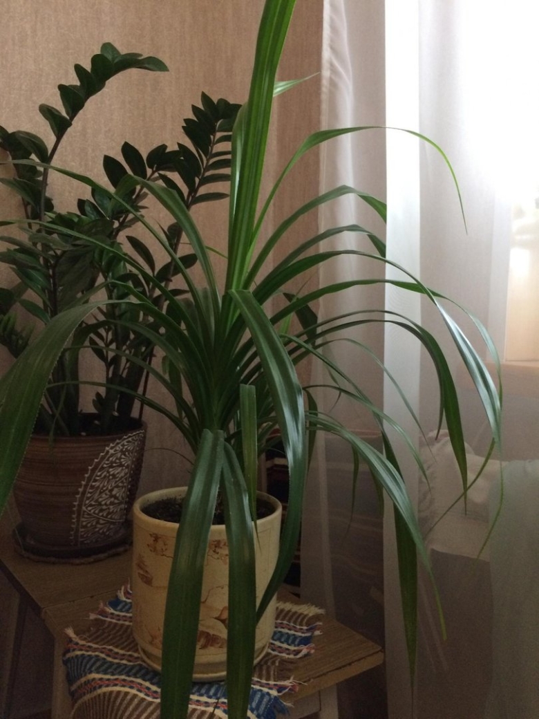 Панданус Росток