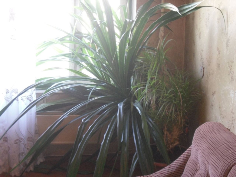 Комнатная пальма панданус