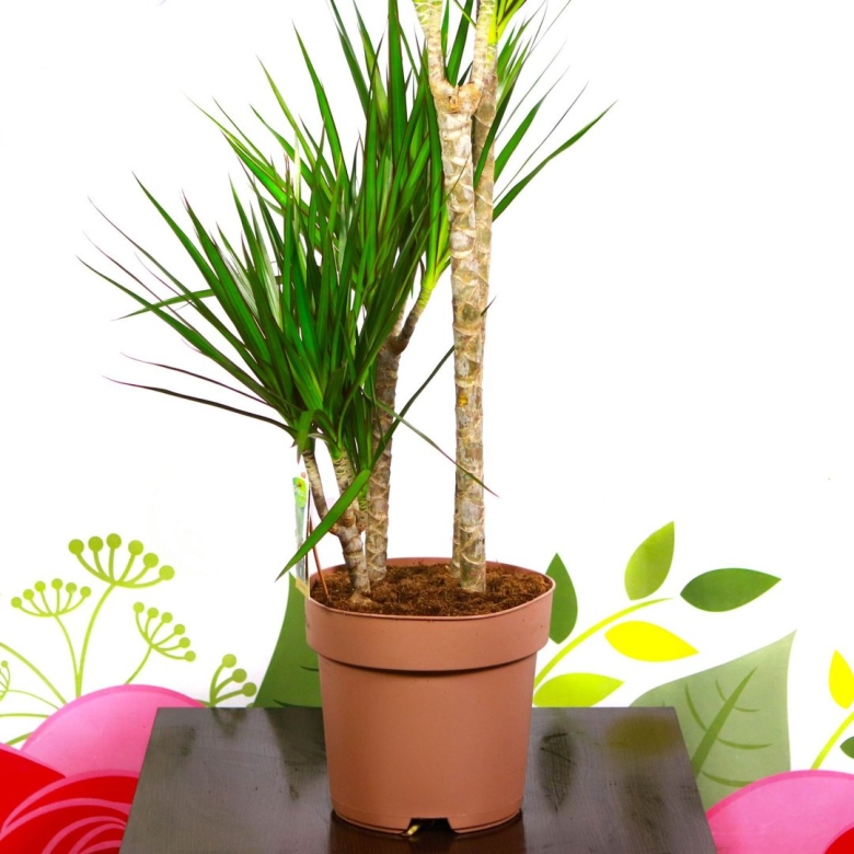 Какой грунт нужен для драцены чтобы пересадить