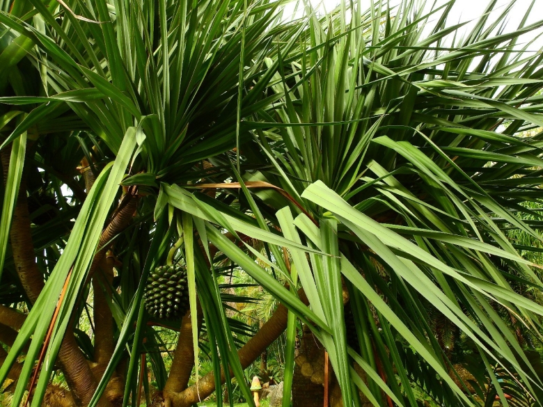 Пандан Амариллифолиус