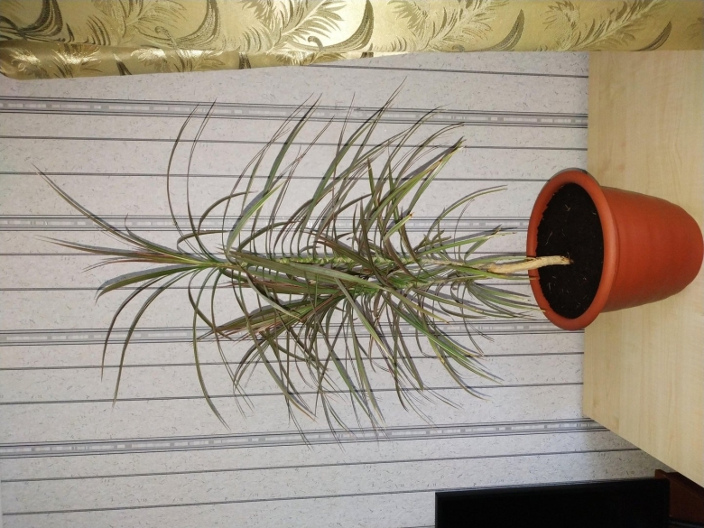 Драцена маргината