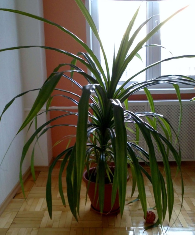 Пальма винтовая панданус Вейча