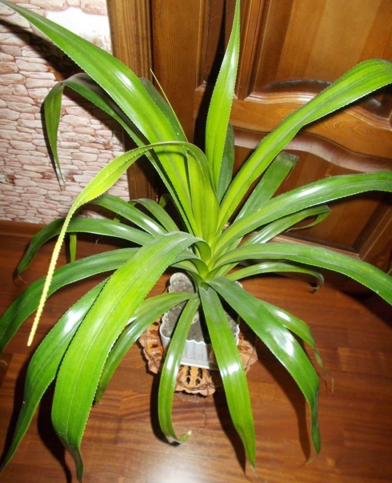 Юкка Драцена панданус