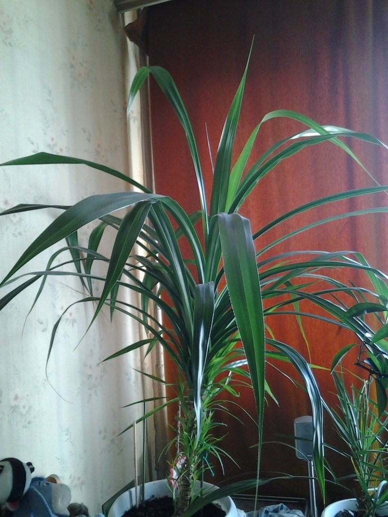 Ложная Пальма панданус