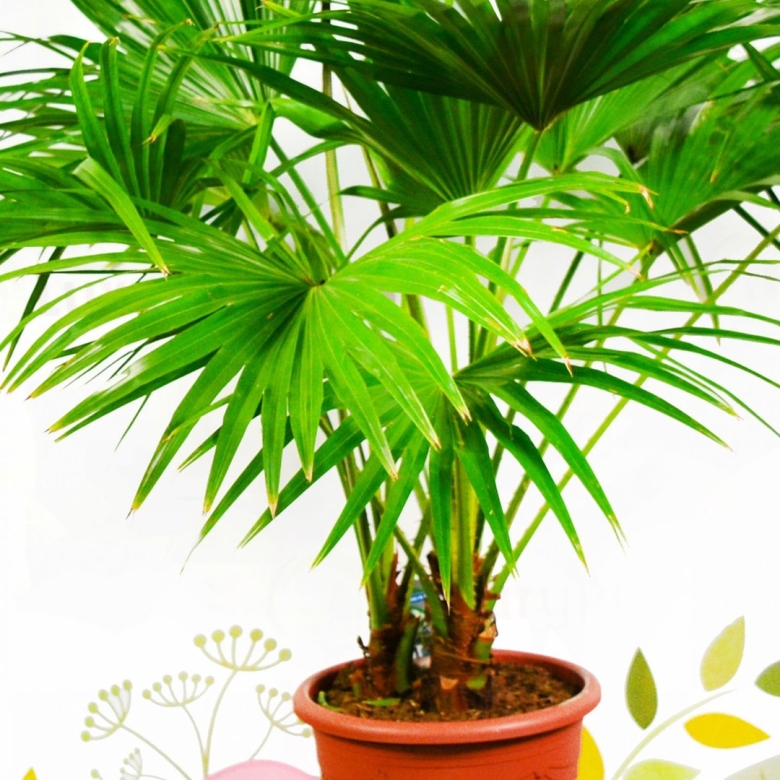 Ливистона пальма