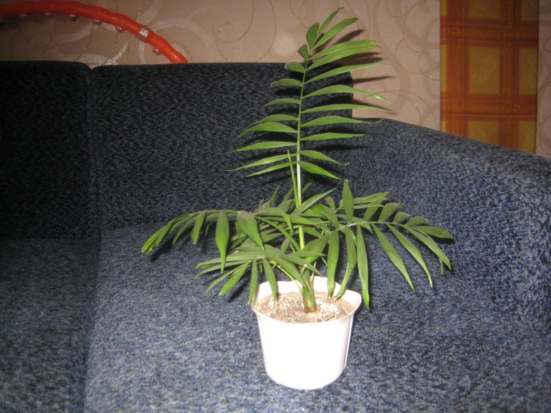 Цветущая Пальма комнатная