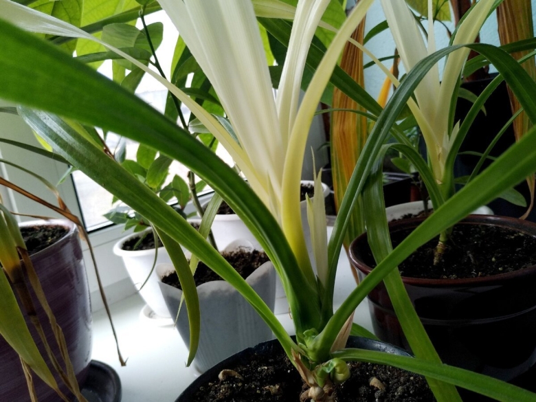 Луковичное комнатное растение