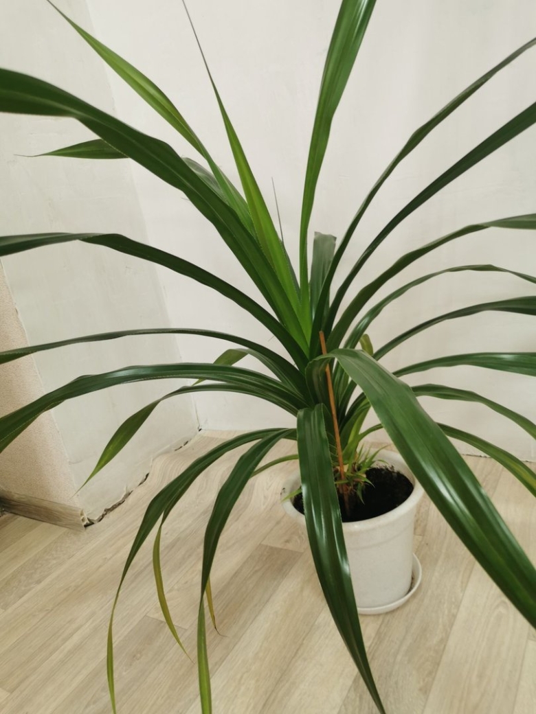 Панданус винтовая пальма