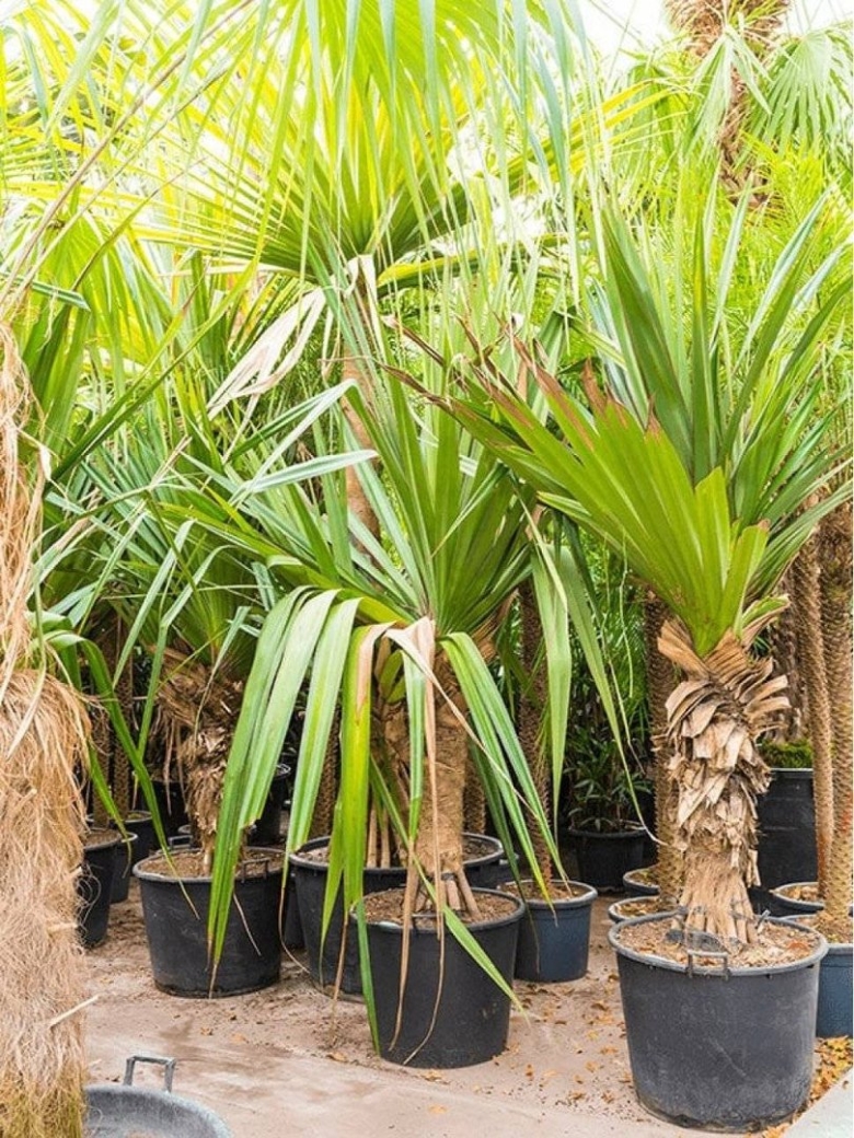 Панданус пальма