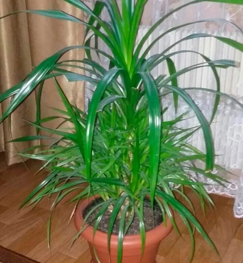 Комнатный цветок панданус