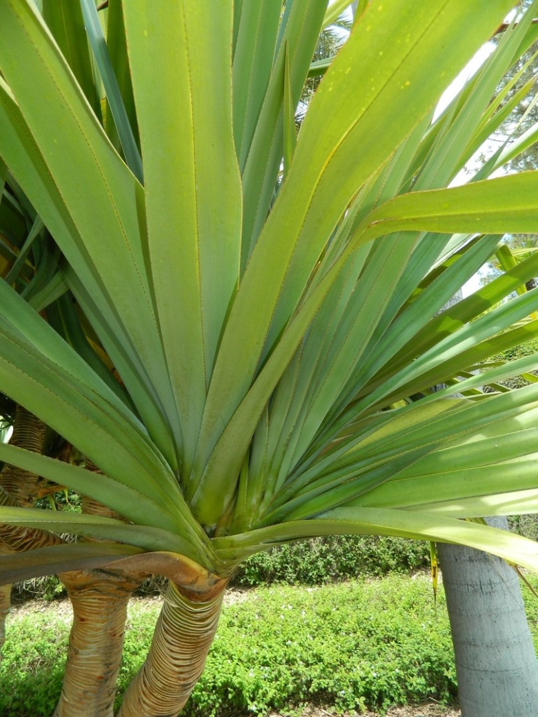 Pandanus utilis