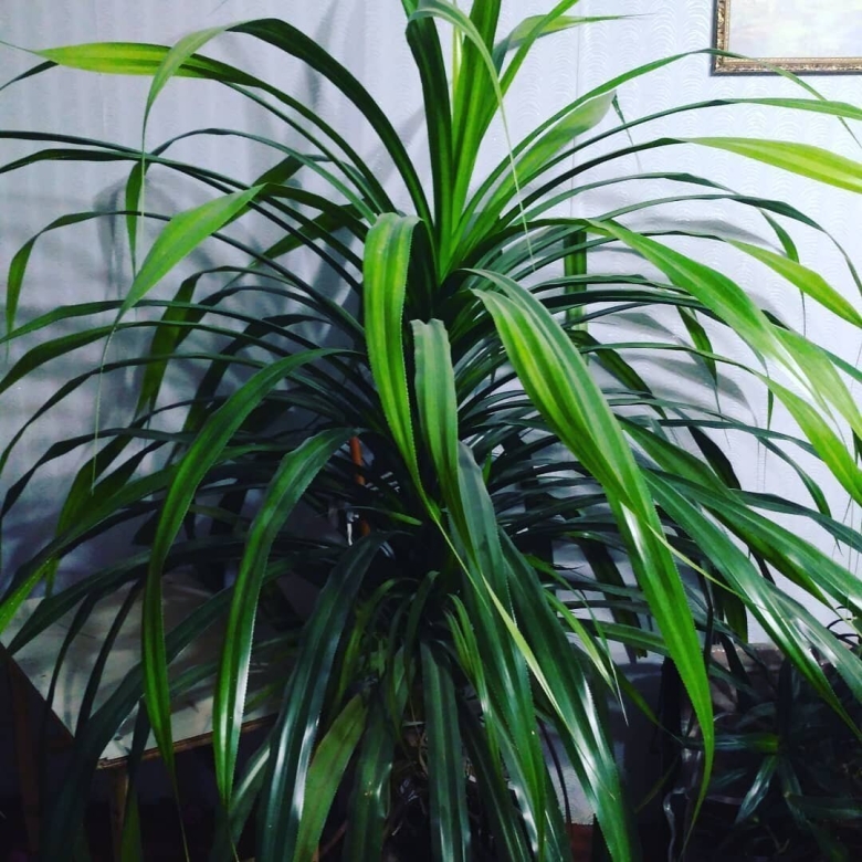 Пальма винтовая панданус вейча