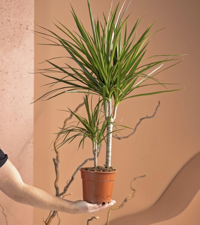 Пальма драцена