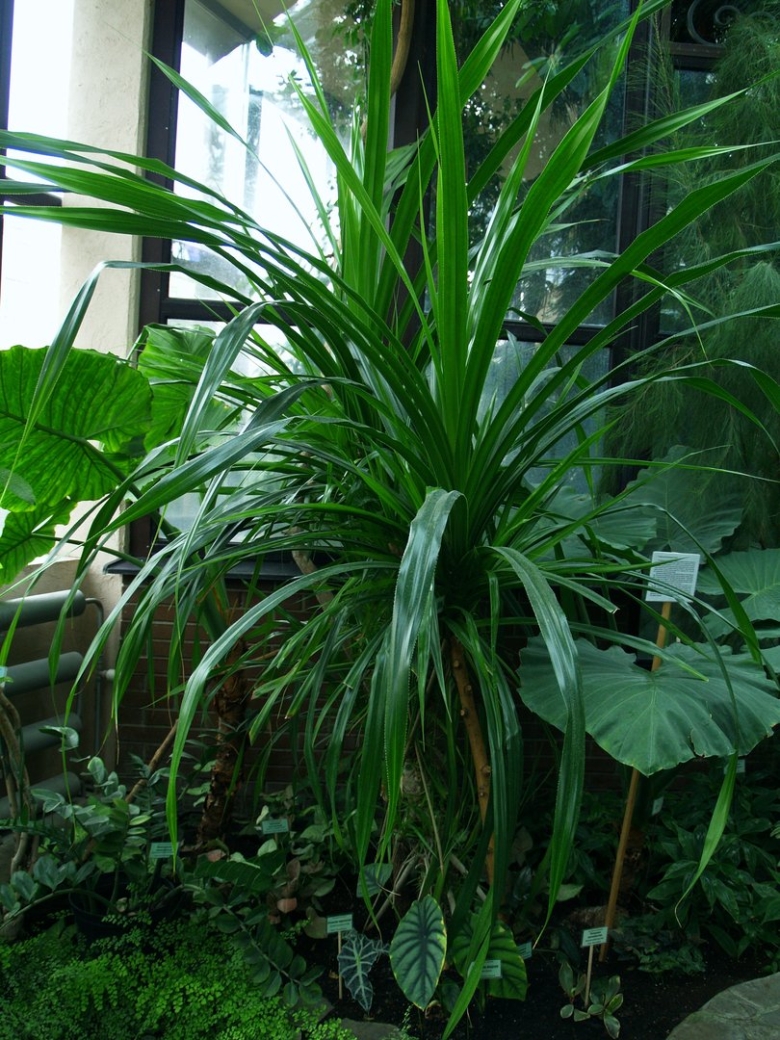 Комнатный цветок панданус