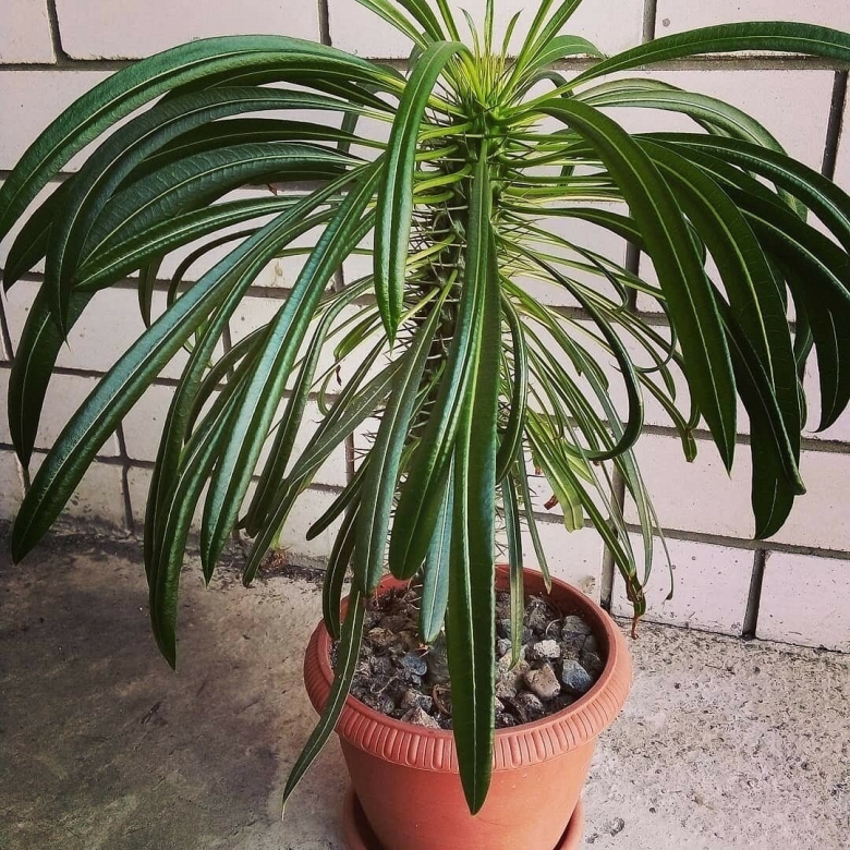 Молочай беложильчатый