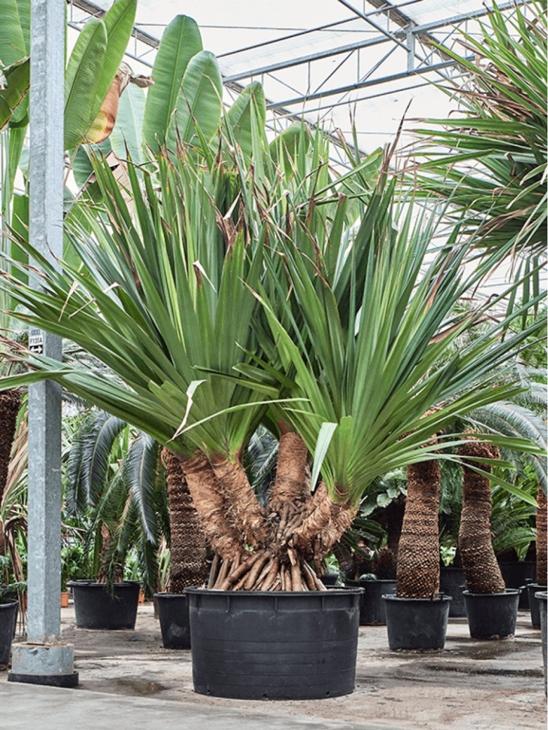 Yucca elephantipes