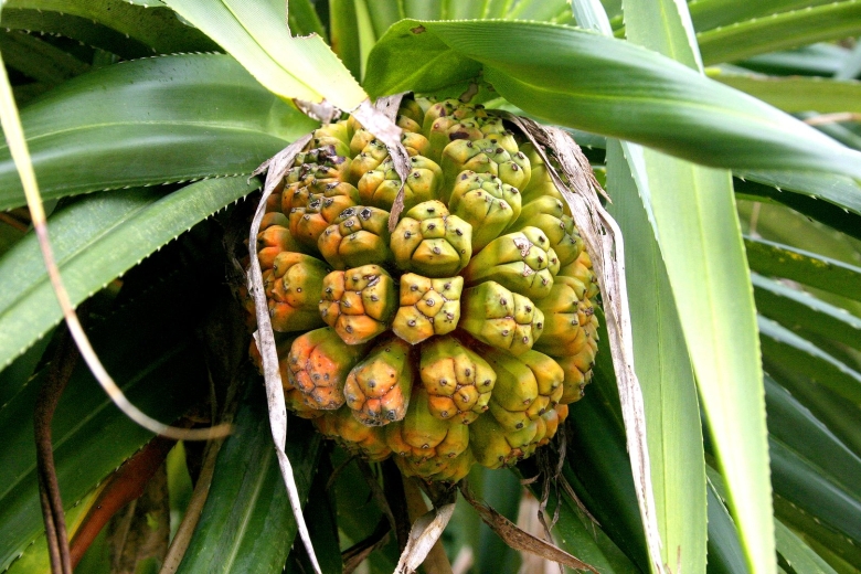 Панданус цветок