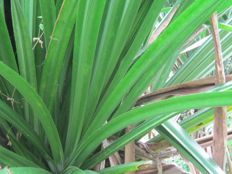 Хлорофитум панданус