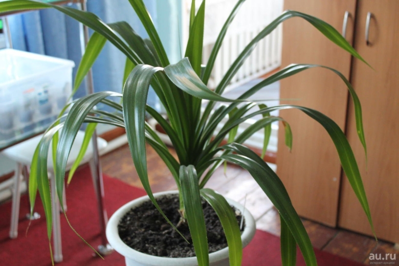 Цветок пальма панданус