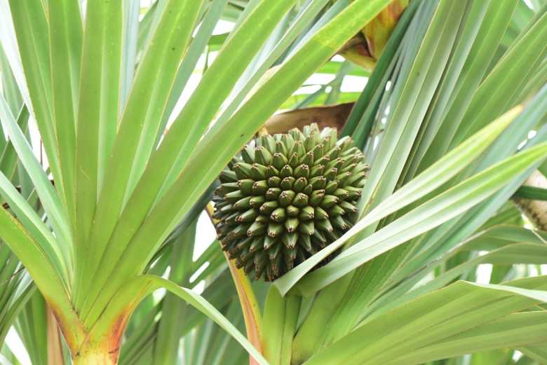 Панданус зелень