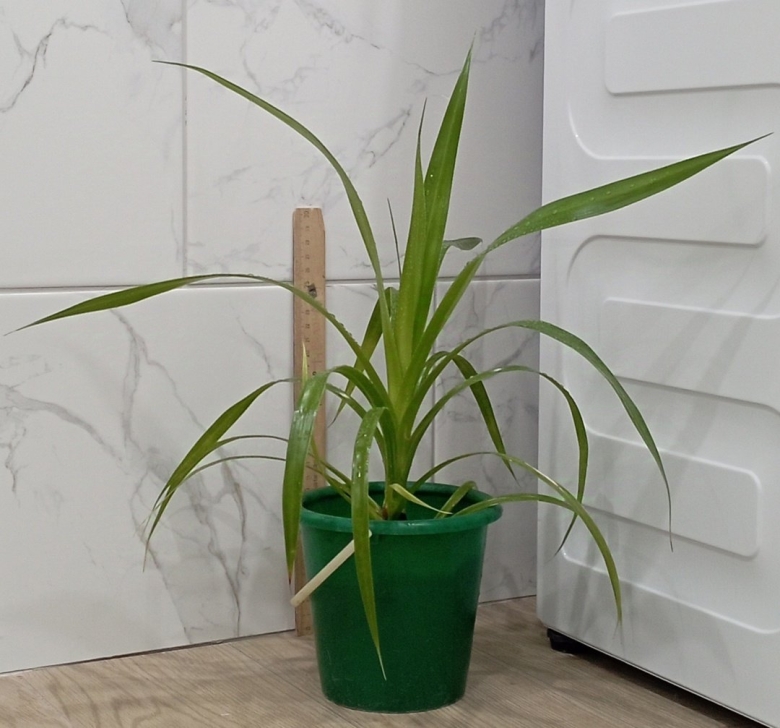 Хлорофитум панданус