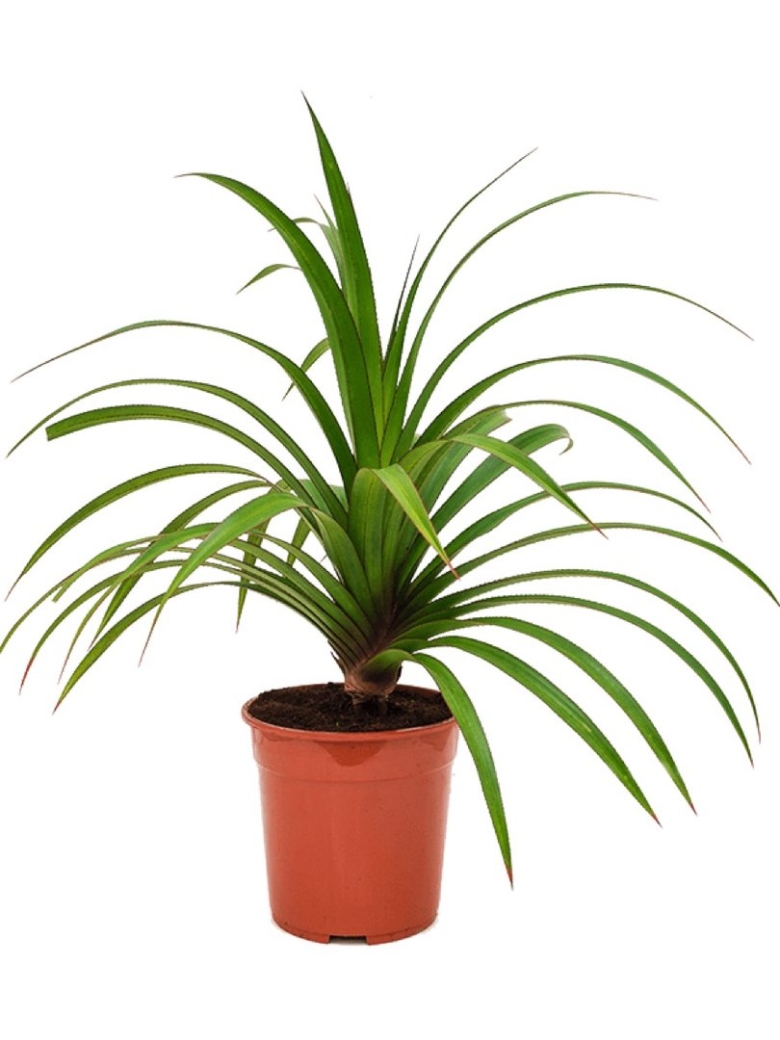 Панда на Пальме