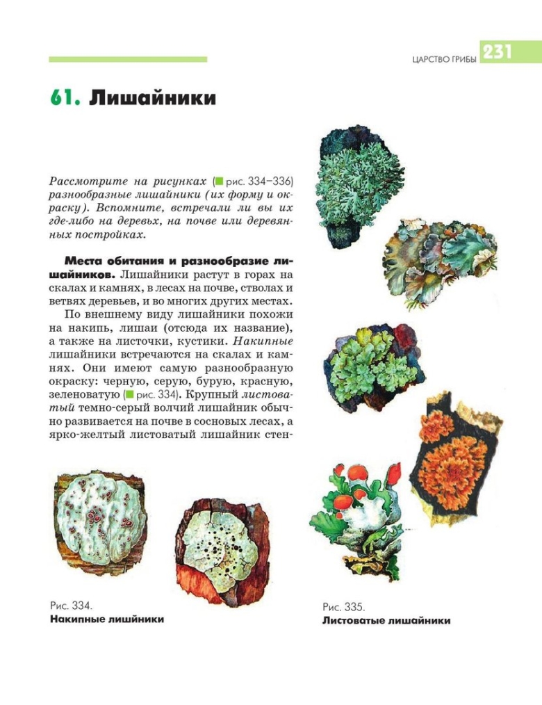 Сравнительная таблица грибов и лишайников
