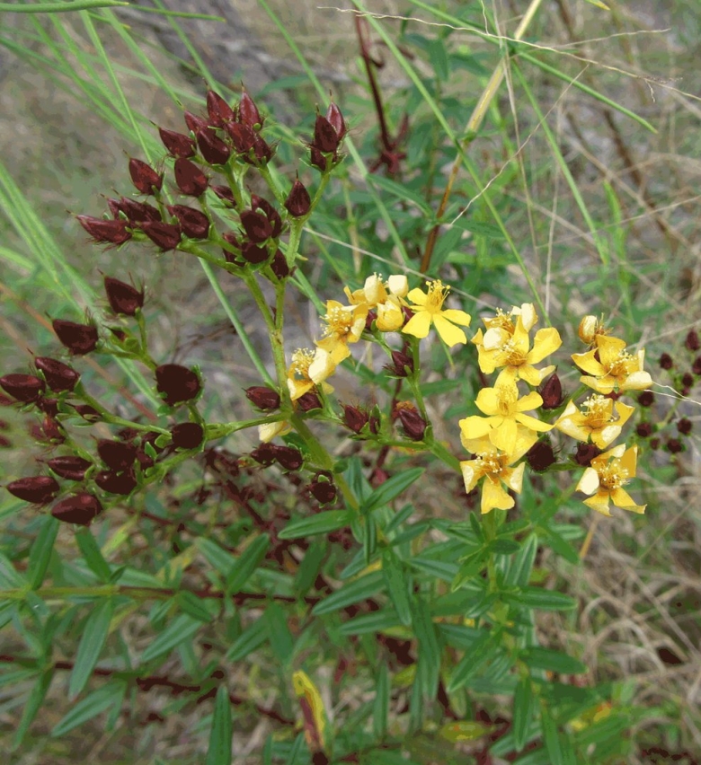 Hypericum prolificum