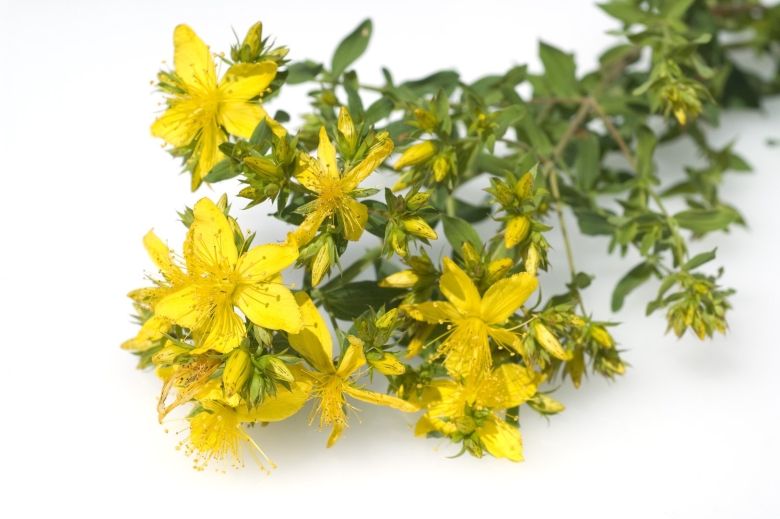 Hypericum White
