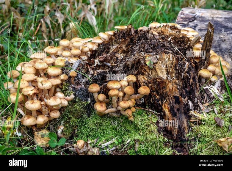 Грибы растущие возле пней